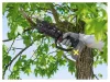 ÚJDONSÁG –  PARKSIDE prémium minőségű akkus metszőolló, ágvágó PPAAS 20-Li A1